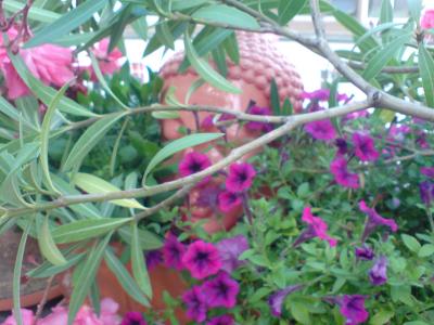 DSC00298