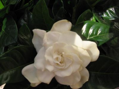 gardenia