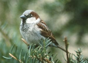 sparrow